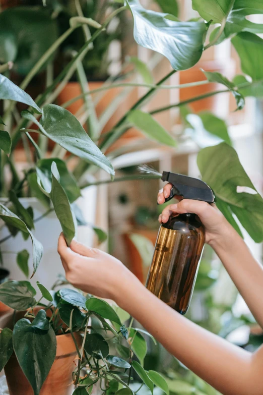 someone spraying a plant with a brown sprayer