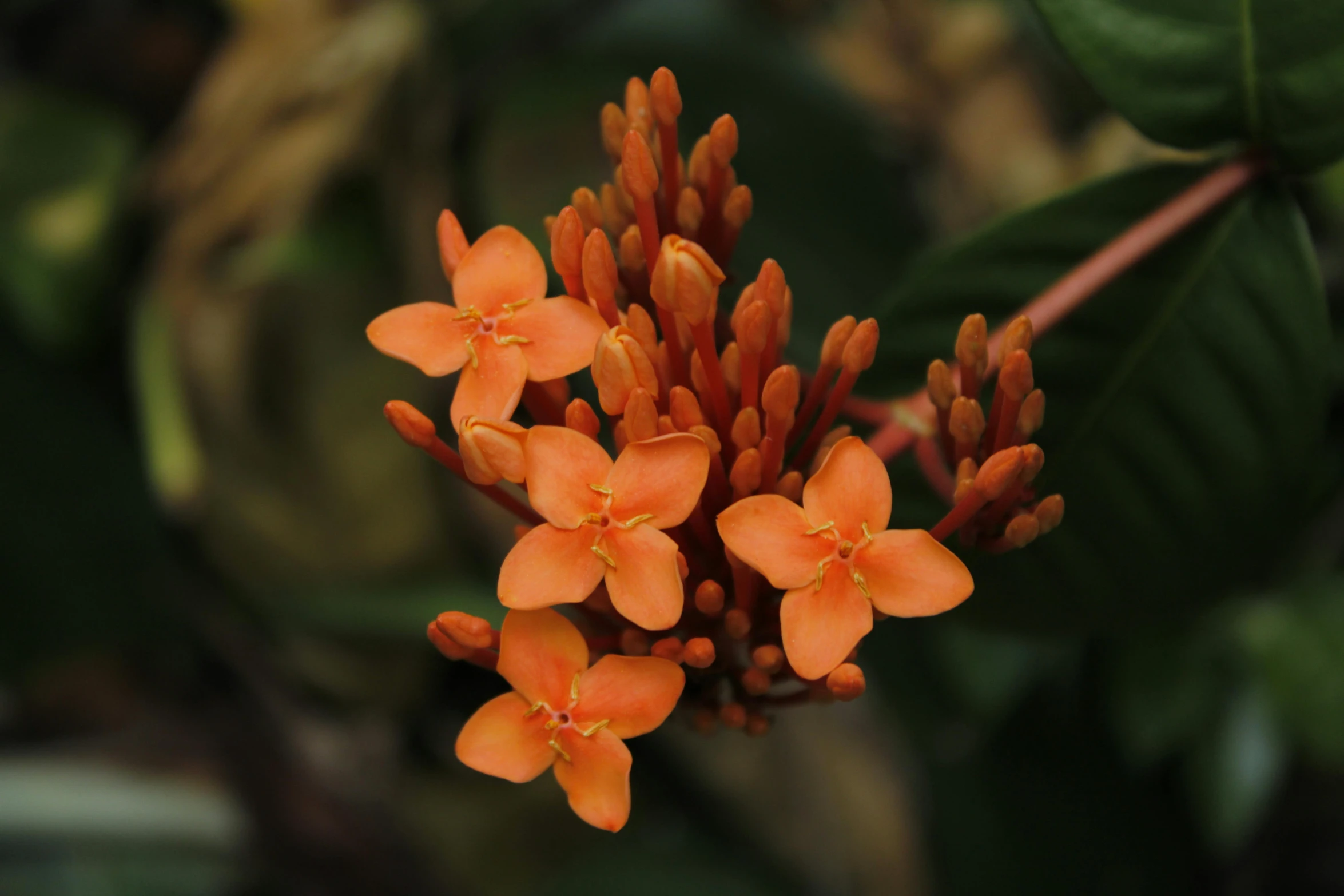 a plant with orange flowers and leaves