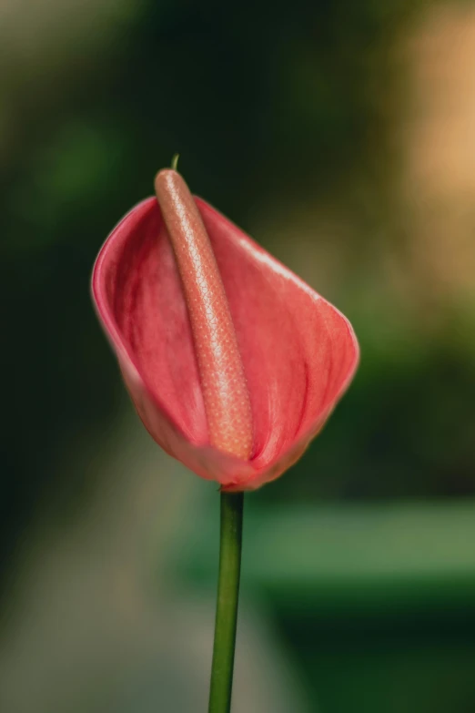 this red flower looks almost like a single flower