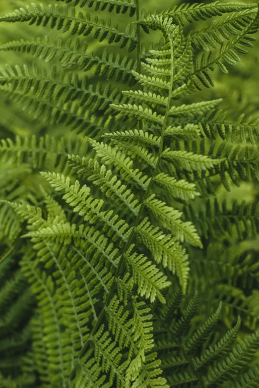 a close up of a large green fern leaves