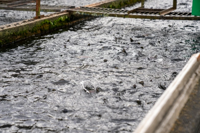 a lot of fish swimming in some shallow water