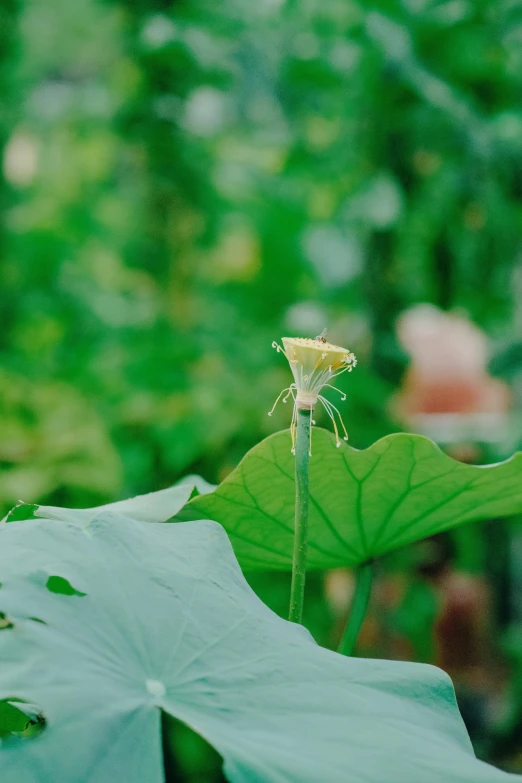 a bug sitting on top of a plant