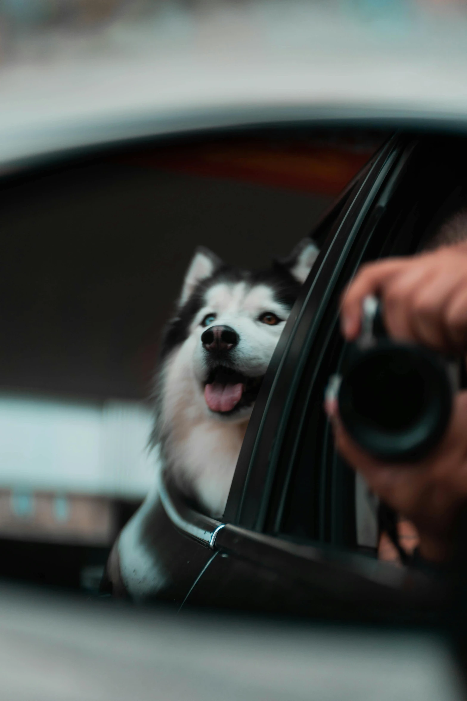 a dog is smiling and looking out of the window