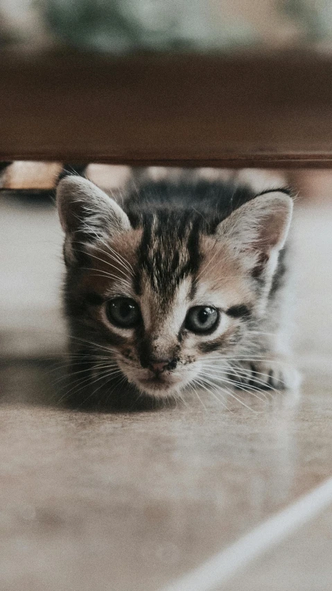 little kitten laying under a table looking at camera