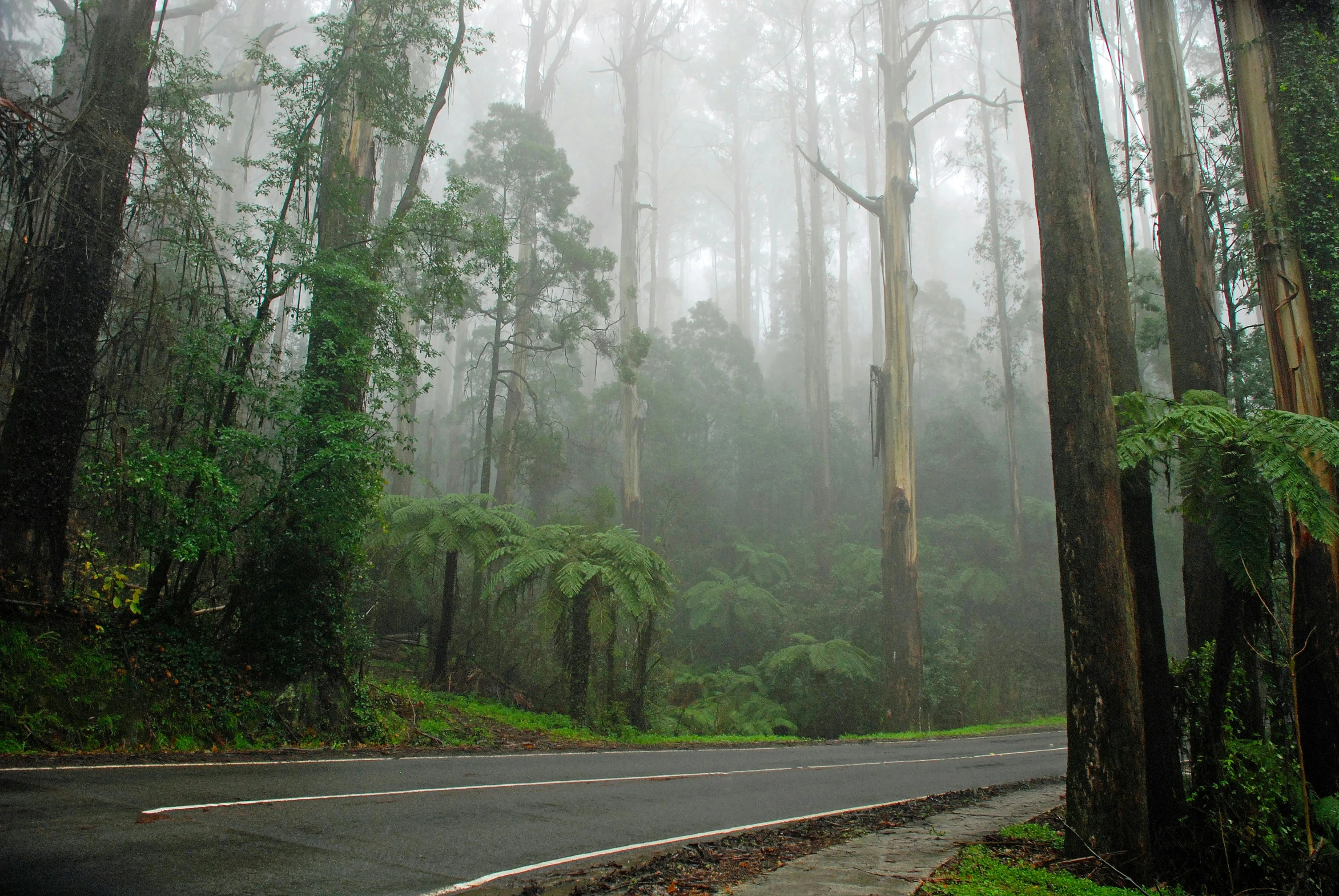 a road runs between two trees in a foggy forest