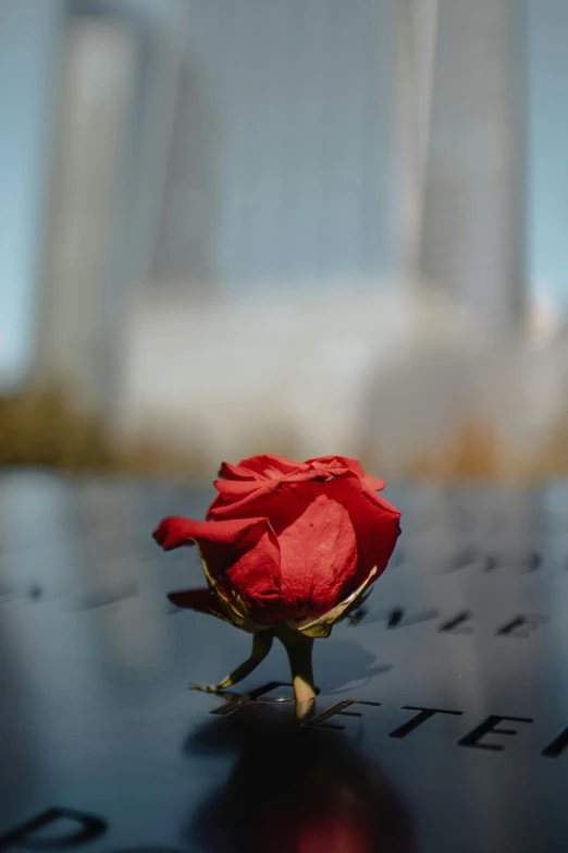 a single rose on the word rememnce and building in the background