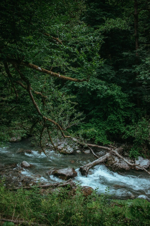 a small stream running through the forest