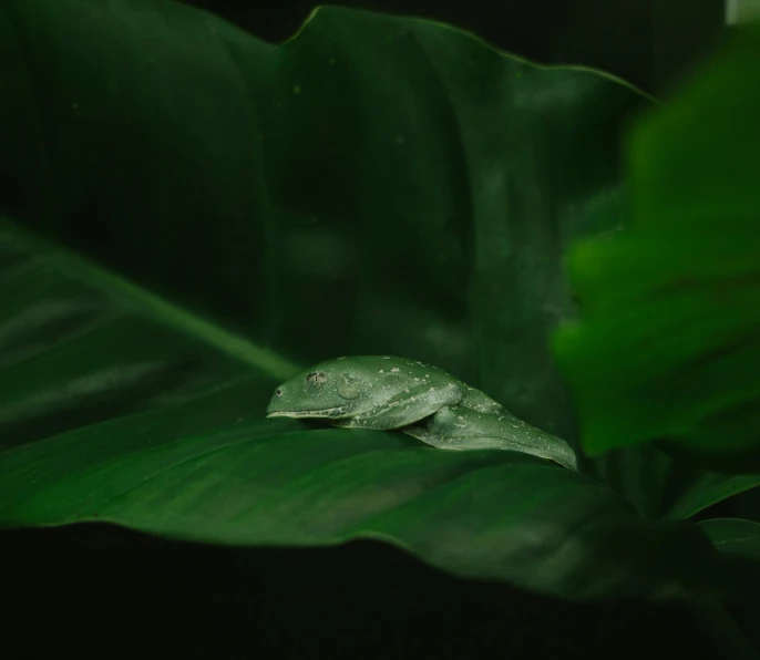 the top portion of a leaf that is covering some kind of green leaf