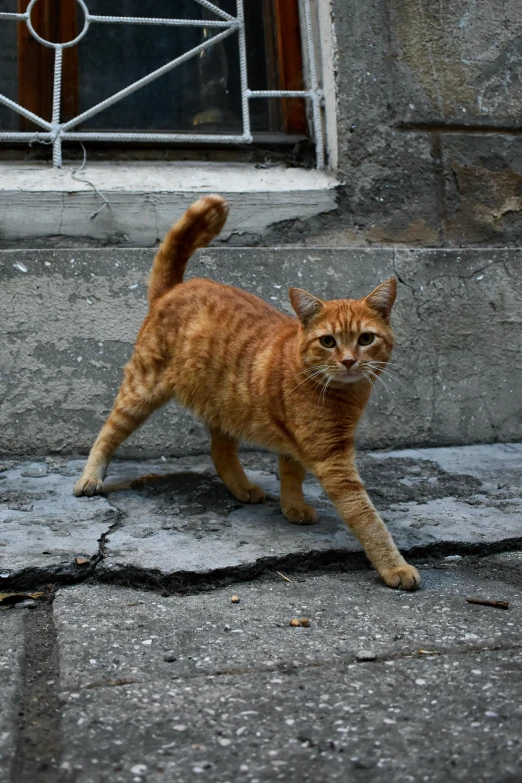 an orange cat walking in the middle of a street