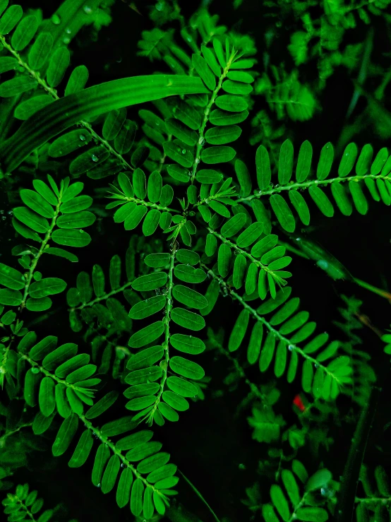 a green fern leaf that is very long