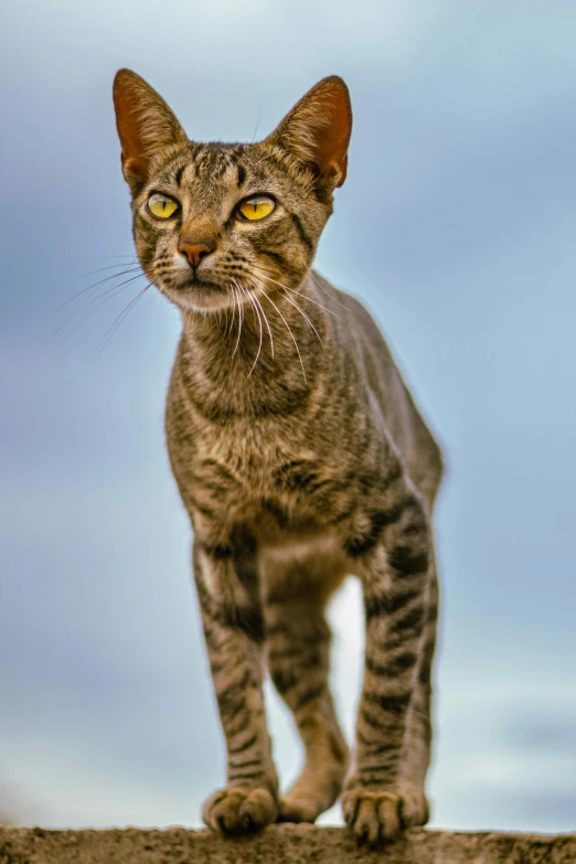 a very cute small cat standing on top of a dirt patch