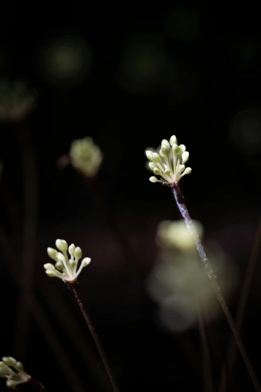 several green plants with some white flowers in it