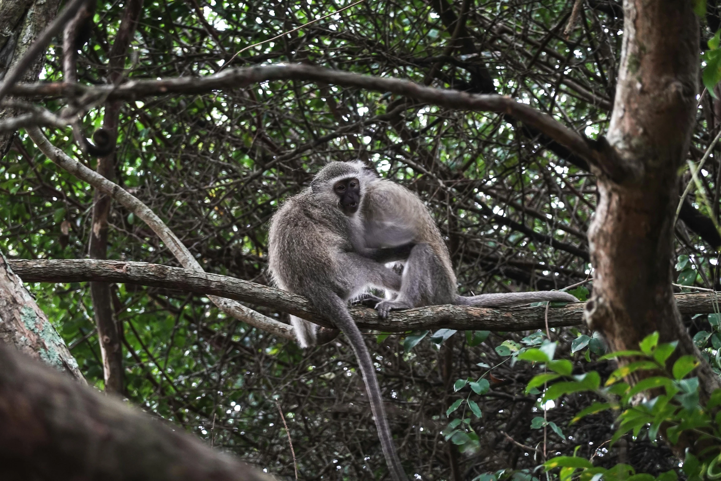 a baboon sits on a tree limb