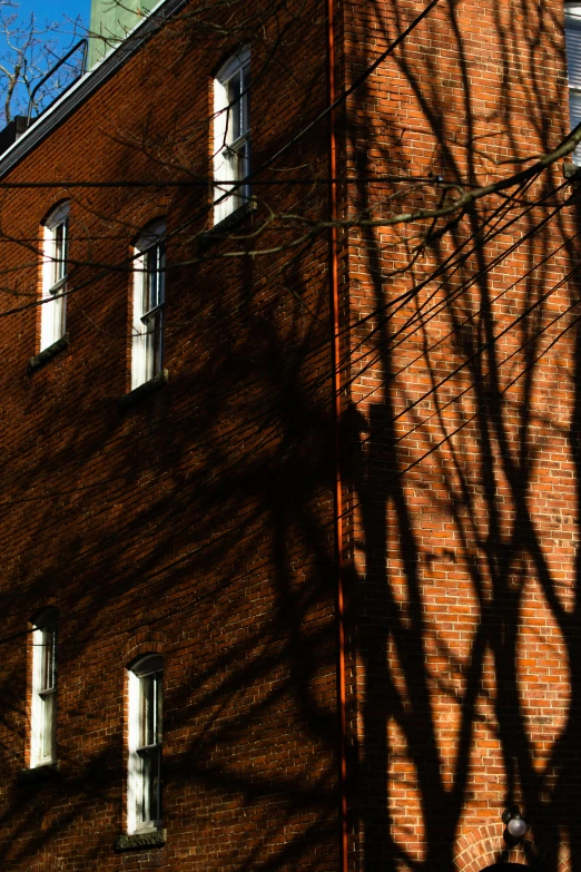 the shadow of a tree in front of a building