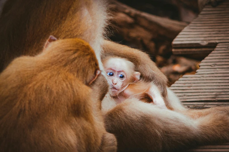 an adult macs monkey holding a baby mac sitting behind it