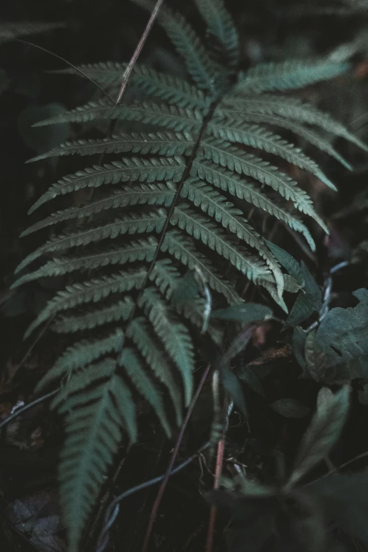 a green fern leaf with no leaves in it