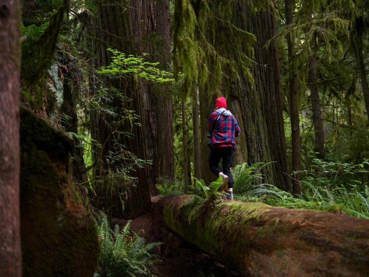 a person walking on logs through a forest