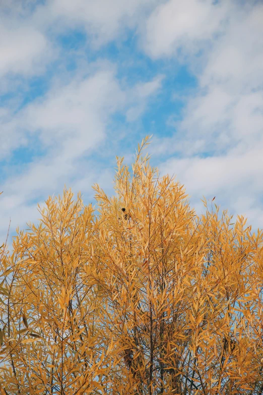 a tree has yellow leaves on it in front of a blue sky