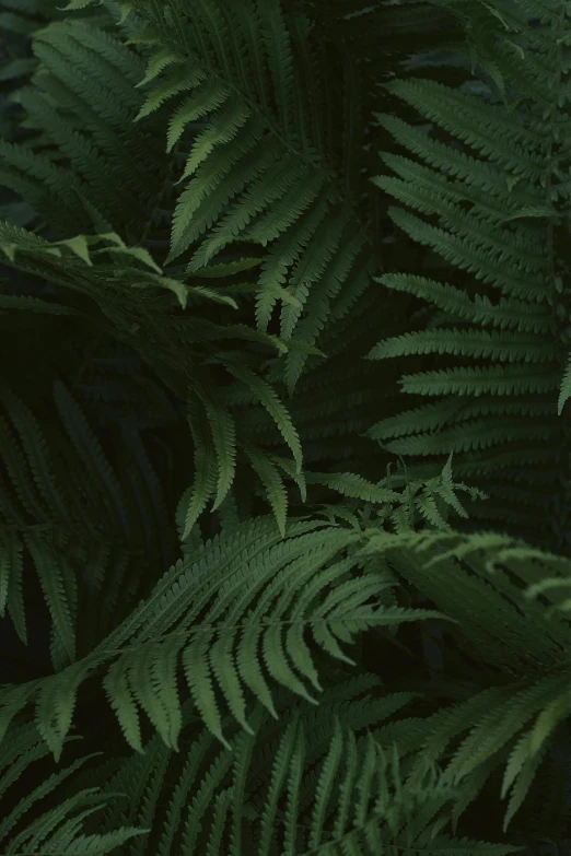 the nches of a tree covered in green foliage