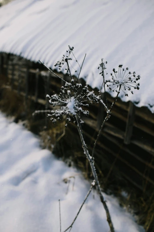 a snow covered plant in the middle of a garden