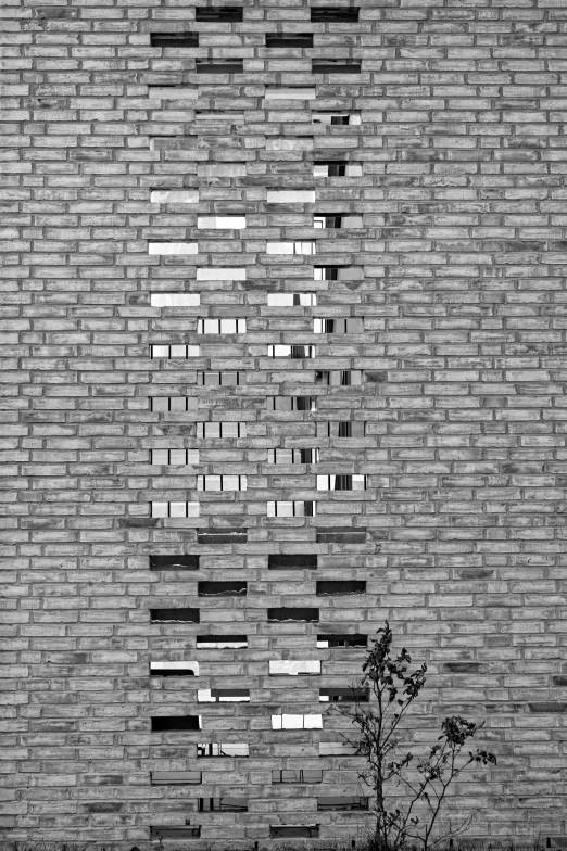 a small tree sitting in front of a wall with broken windows