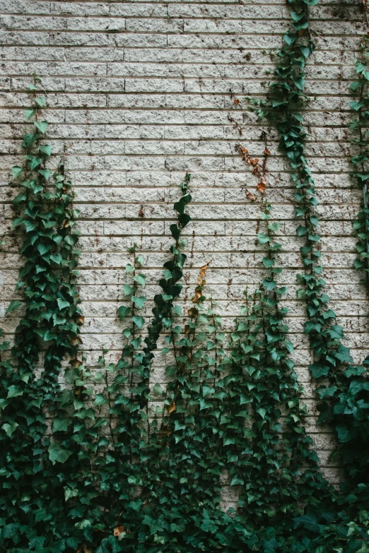 a bunch of green plants growing over a wall