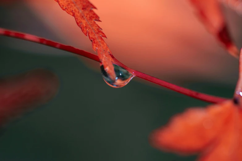 the close up picture shows red leaves with drops