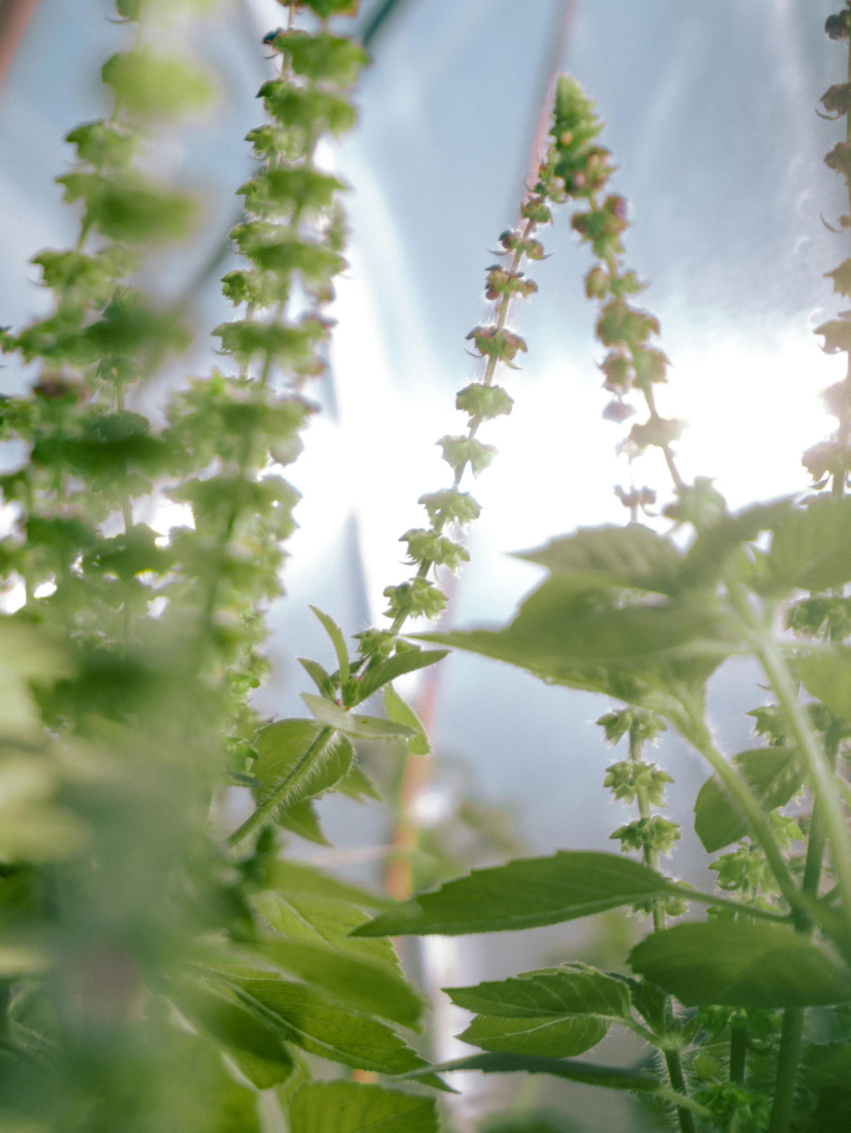 a plant is in an industrial area with sunshine streaming through