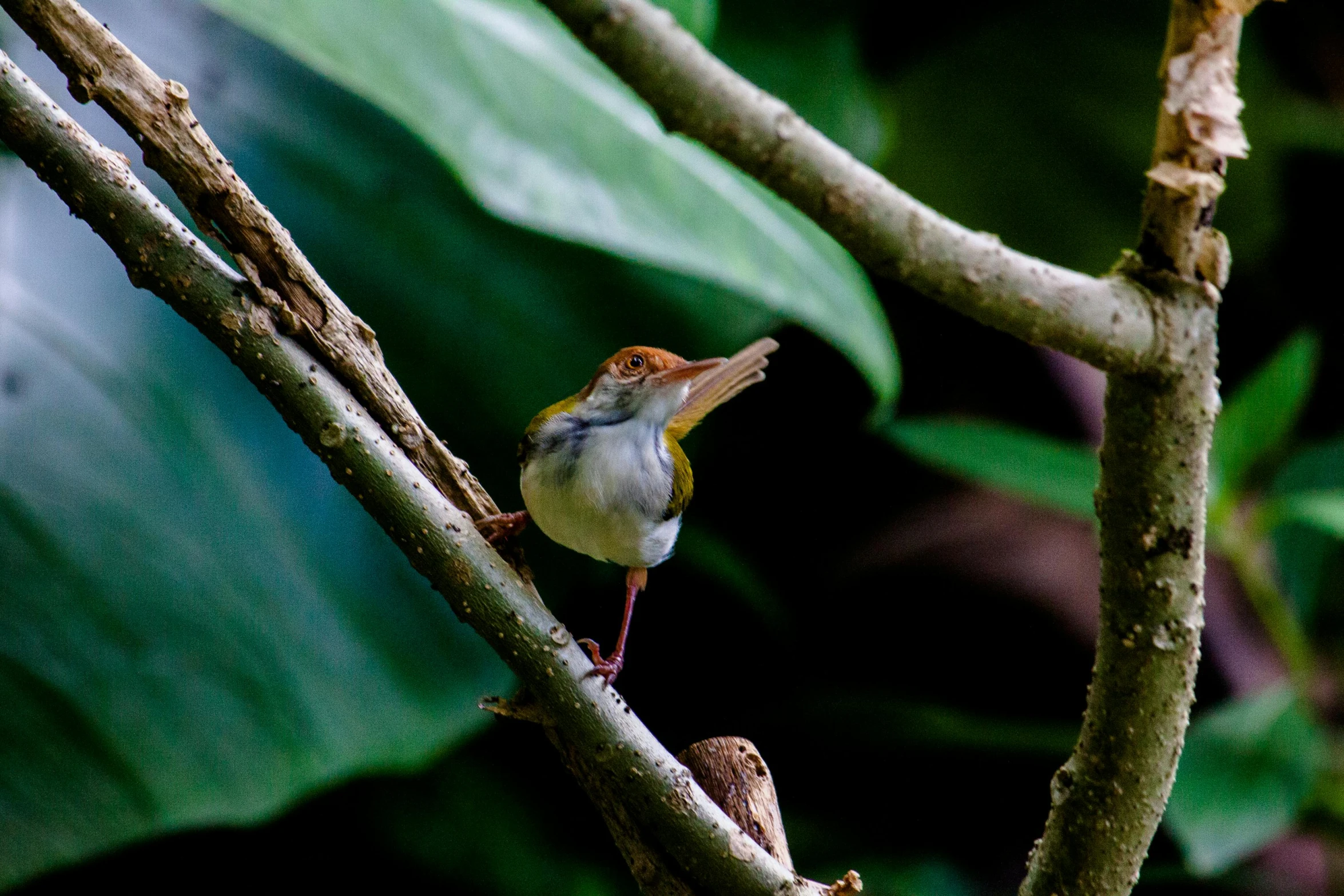 a bird is perched on top of a nch