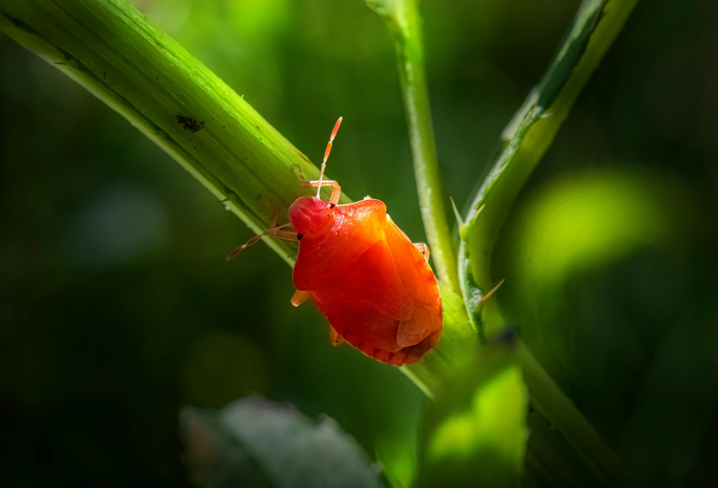 red bug crawling on blade of green plant