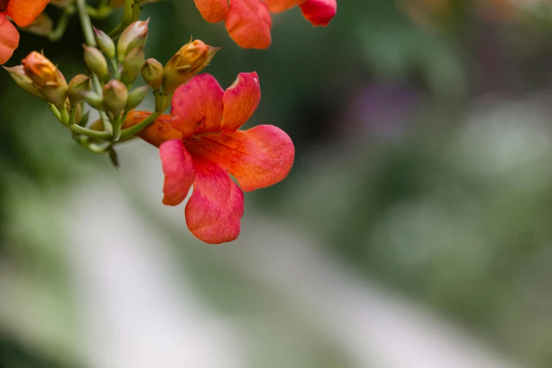 a humming sitting on a red flower with other flowers around it