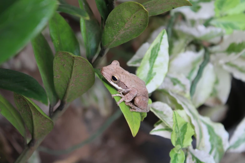 the frog is sitting on a leaf and waiting for prey