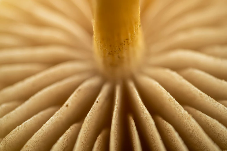 the underside of a very large mushroom, with its leaf like structure