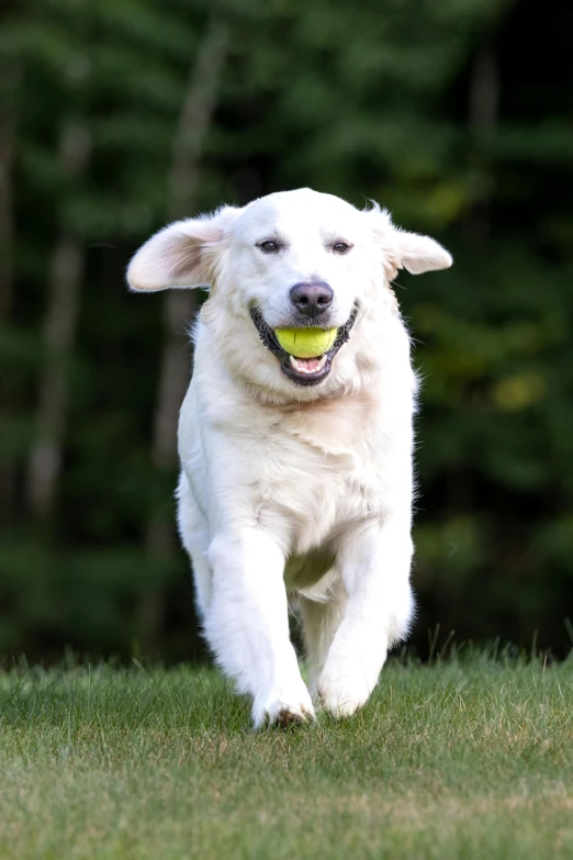 a white dog running through the grass holding a tennis ball