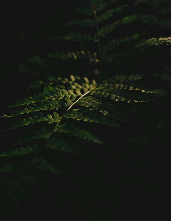 a green plant is shown against a dark background