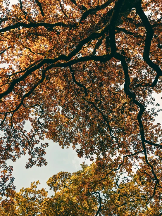 the top of several trees in autumn with orange and green leaves