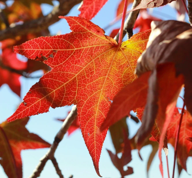 a bright red and yellow leaf rests on the nch