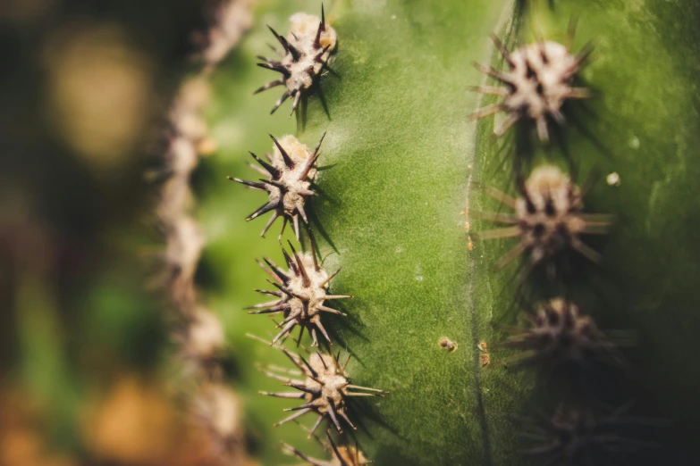 several spikes on the side of a cactus