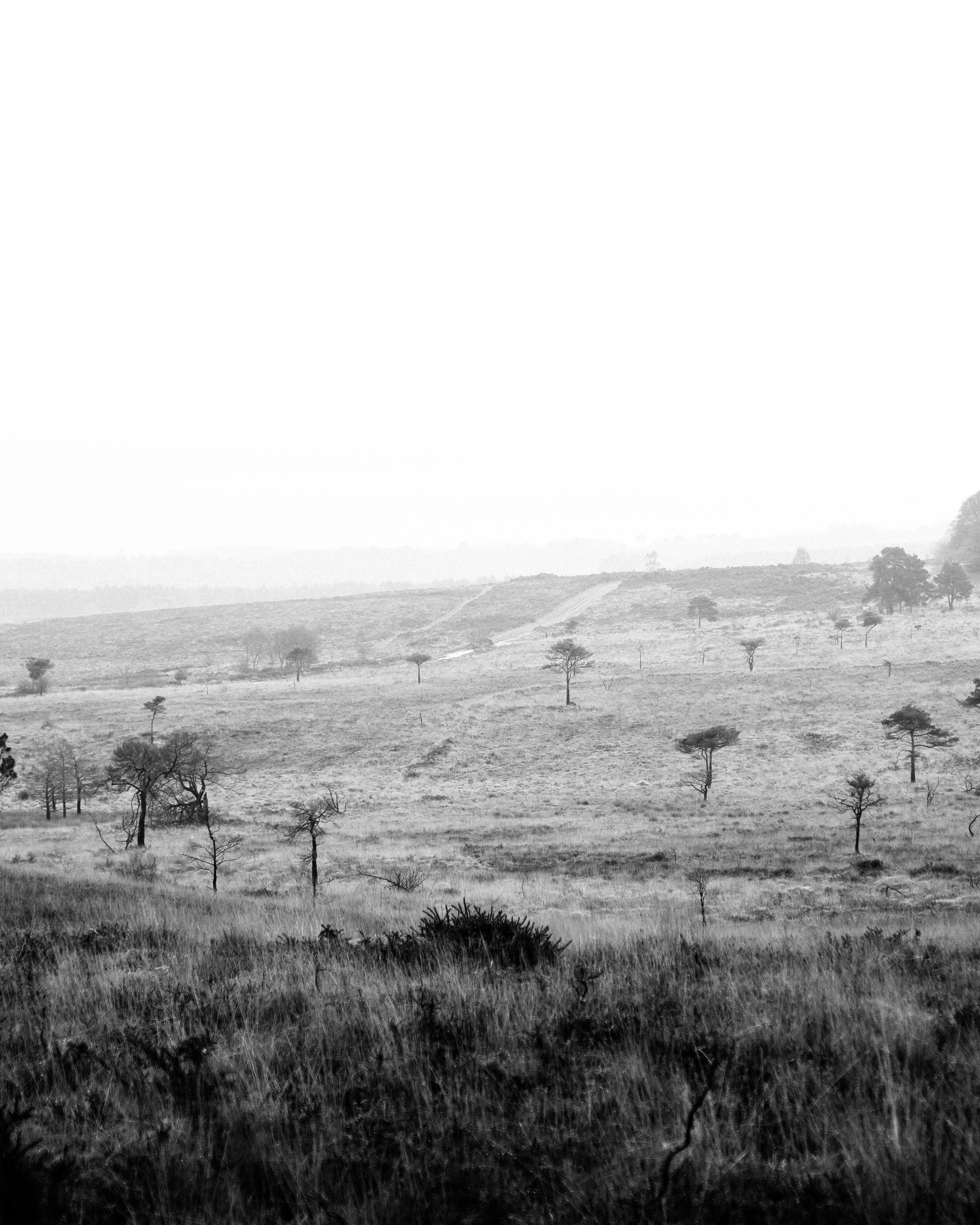 an open field with many trees and hills in the distance