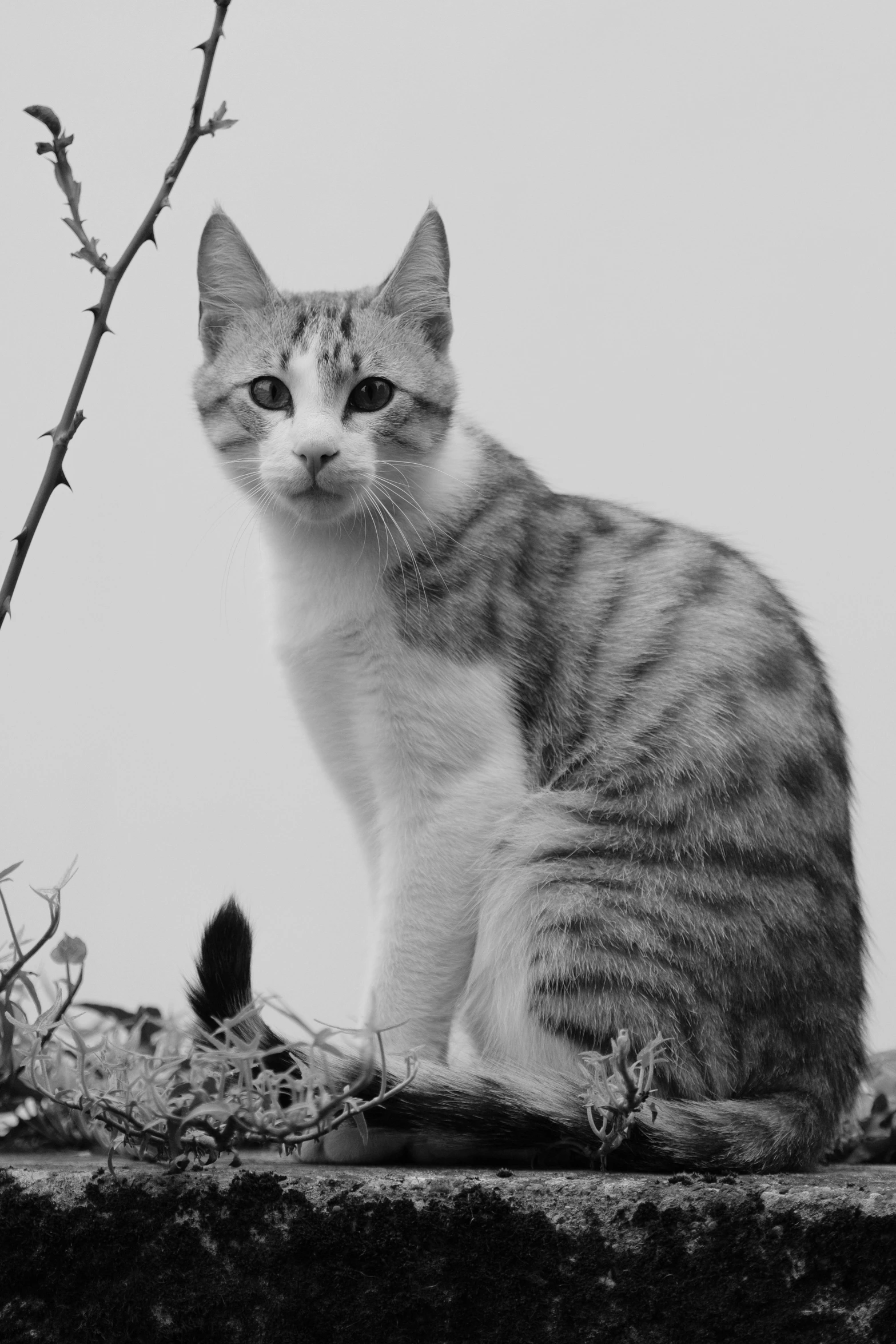 a cat sitting outside in front of a tree nch