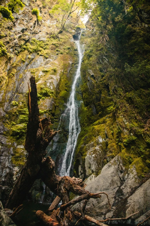 a big tree that is growing on top of some rocks