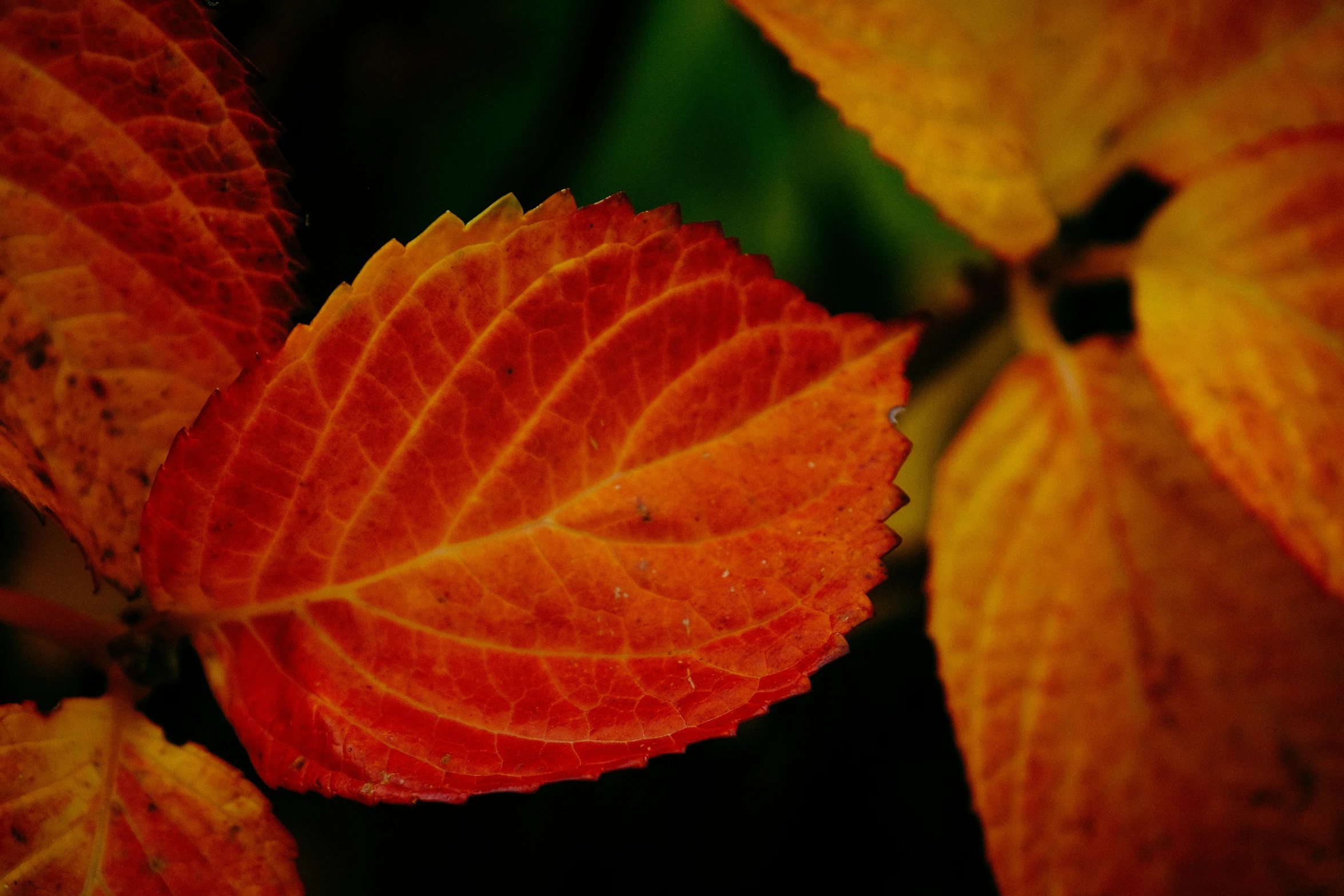 a group of red leaves sitting on top of a plant