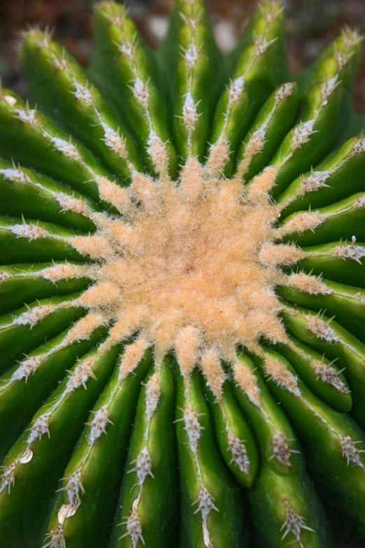 the inside of a large green cactus