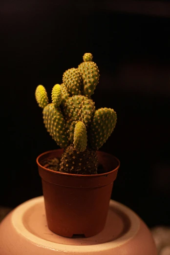 a small cactus is in the pot and on top of a table