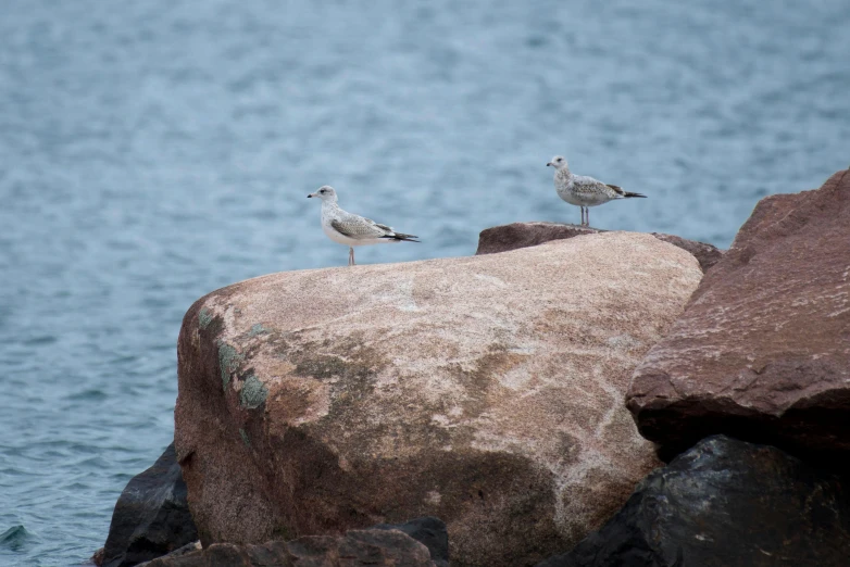 two birds are perched on some rocks overlooking water