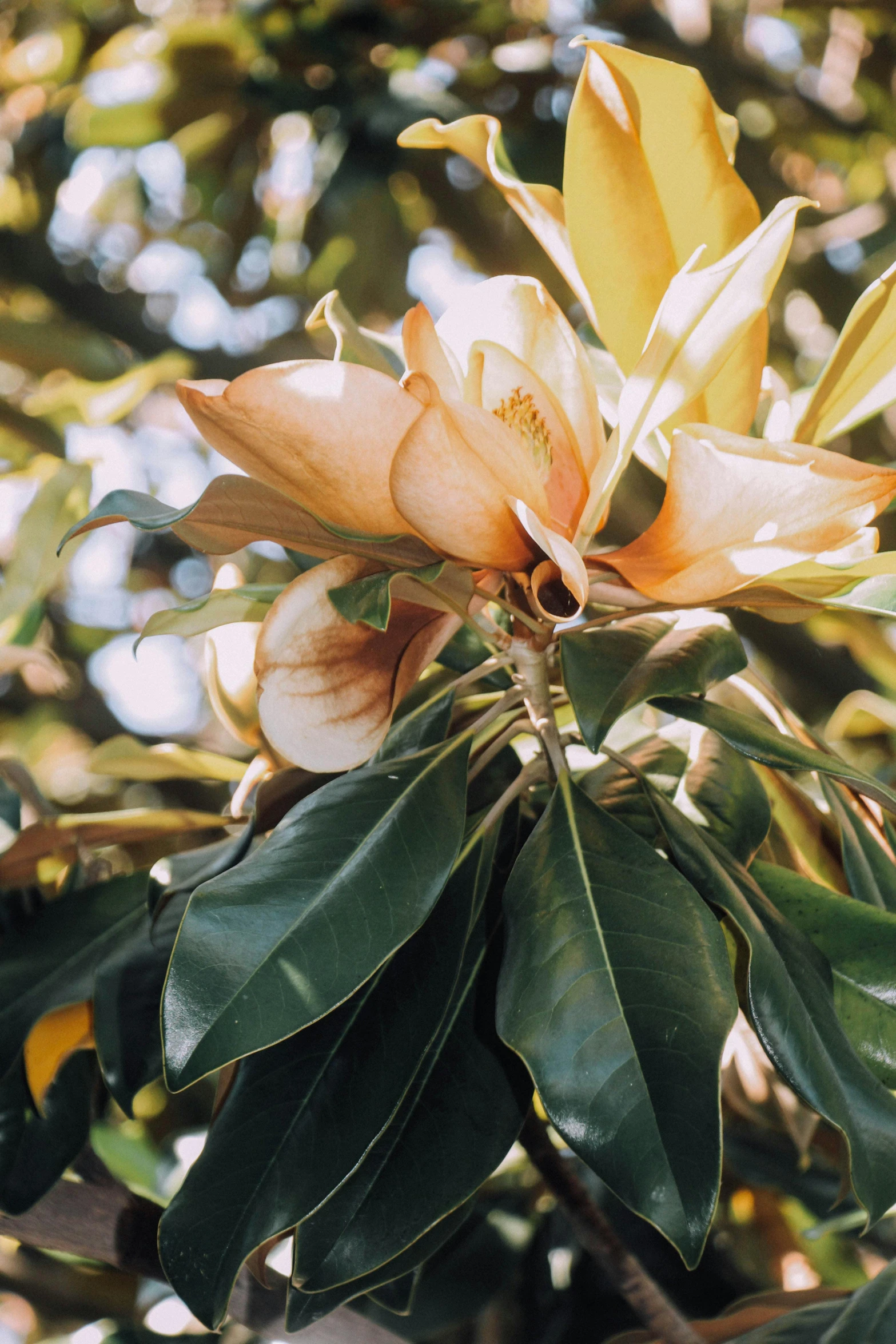 an orange flower sitting on top of a leaf covered tree