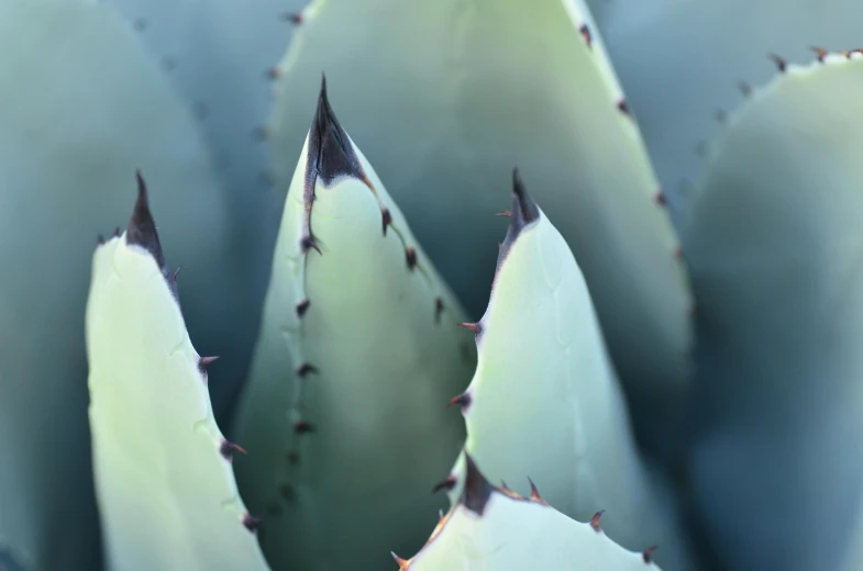 a plant that is green and white with brown spots