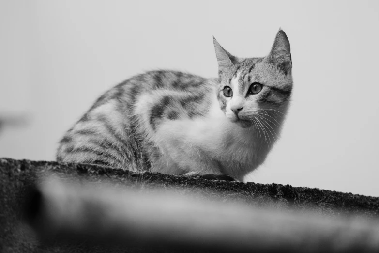 black and white pograph of a small cat