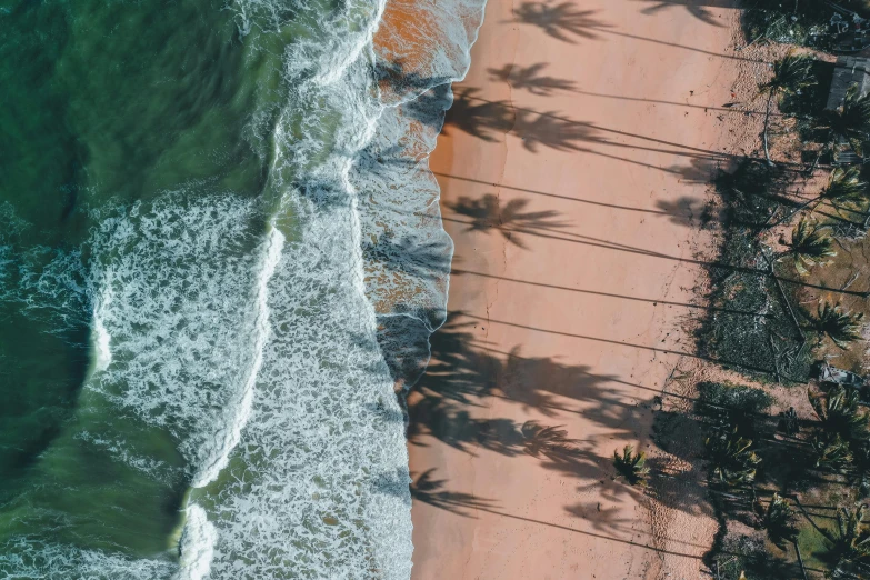 the shadow of a group of trees on a sandy beach