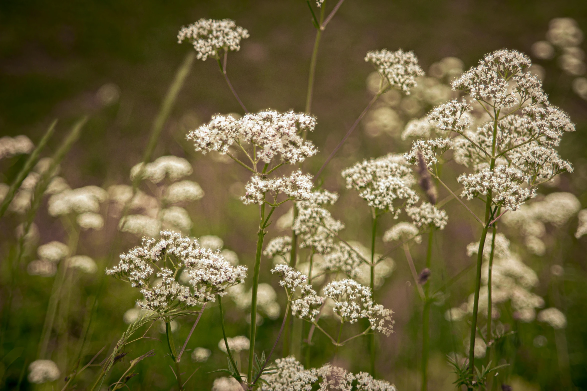 some flowers are growing in the grass near each other